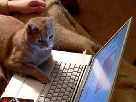 # cute cat # funny cat # party cat # bad cat # fun cat. Computer Cat - YouTube