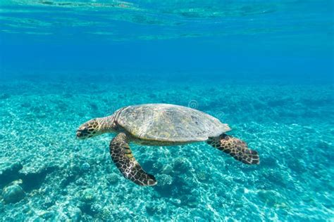 Sea Turtle Stock Image Image Of Diving Beautiful Blue 77183921