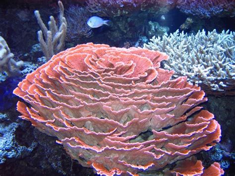 Underwater Sea Underwater Creatures Ocean Creatures Poisson Mandarin