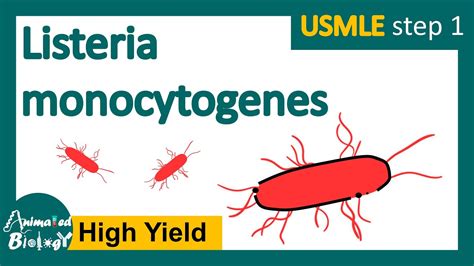 Listeria Monocytogenes What Is Listeriosis Microbiology And