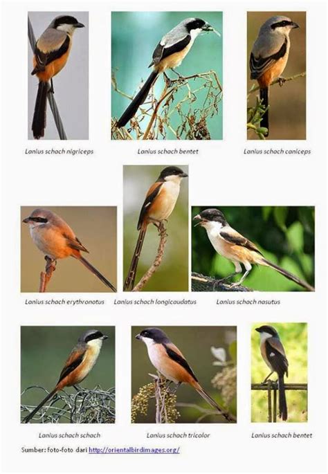 Cara merawat burung cendet juga mudah, sehingga banyak orang ingin memeliharanya. Cendet Blangkon, Zoro, Peles, Madura Sama Baiknya