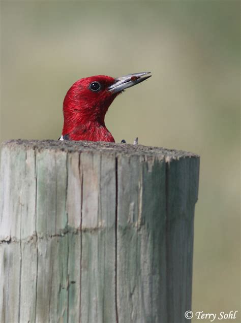 Red Headed Woodpecker Photo Photograph Picture