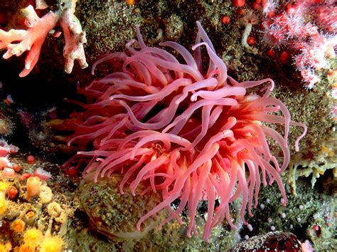 Free Images Coral Reef Invertebrate Cnidaria Habitat Seaanemone