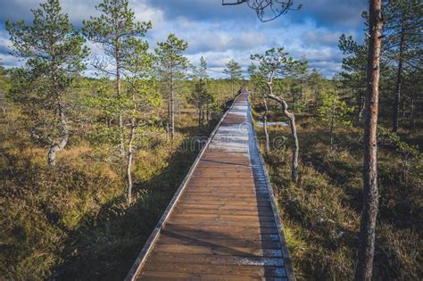 Wood Boardwalk In Nature Reserve Stock Photo Image Of
