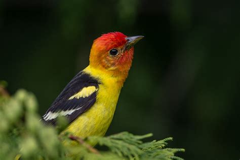 Birds From Squamish And Whistler Birding In Bc Community