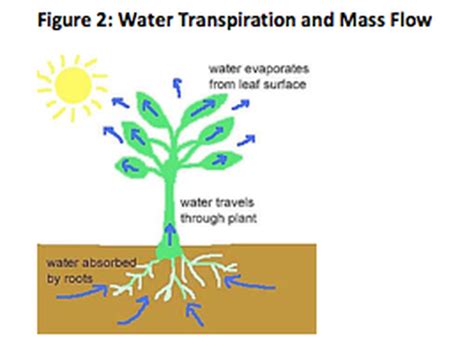 How Water Flows Through A Plant Star Class Science Webquest