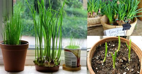 How To Grow Garlic Indoors Growing Garlic Indoors Balcony Garden Web