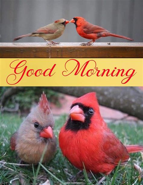 Pin By Janie Hardy Grissom On Birds Cardinals Pics Art Good