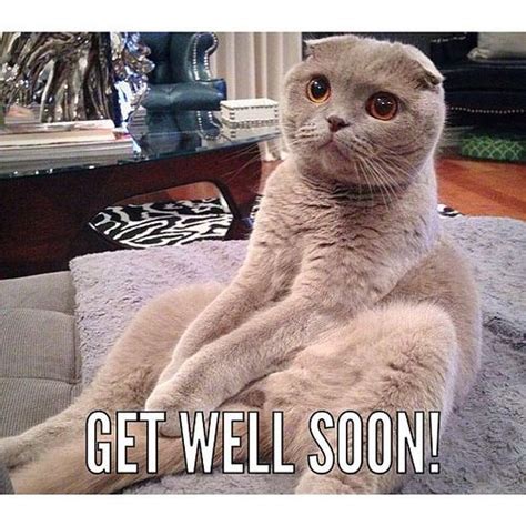 Funny Get Well Soon Cat Get Well Soon Quotes Get Well Soon Cat Cat