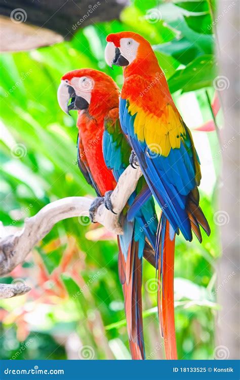 Beautiful Colorful Parrot Stock Image Image Of Macaw 18133525