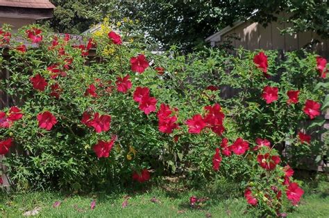 Hibiscus Plant Care And Collection Of Varieties