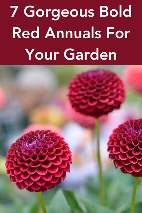 Add A Pop Of Color To Your Garden With These Stunning Red Annual Plants