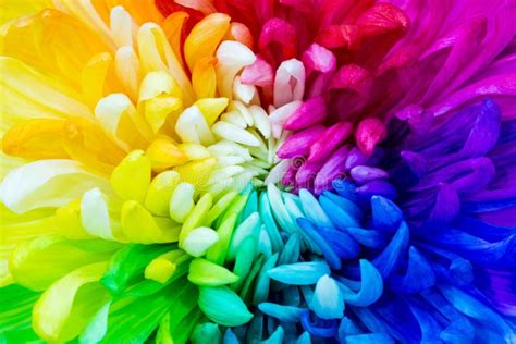 Colorful Rainbow Flower Background Stock Image Image Of Petal