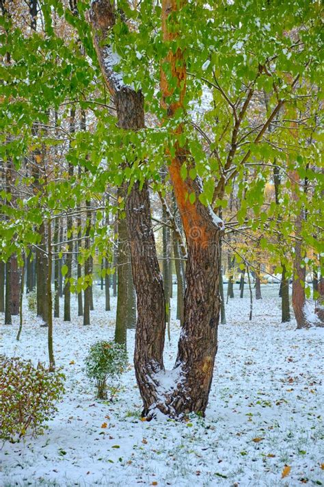 Autumn Winter Snow Park View First Snow In Autumn City Stock Image