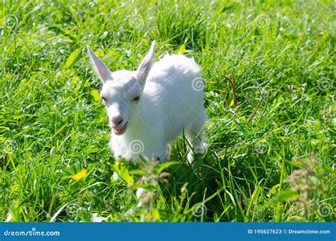 Small White Kid Baby Goat Graze In A Field Of Green Grass Bright