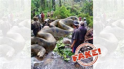 Image Of Worlds Largest Snake And Claim That It Killed 257 People Is