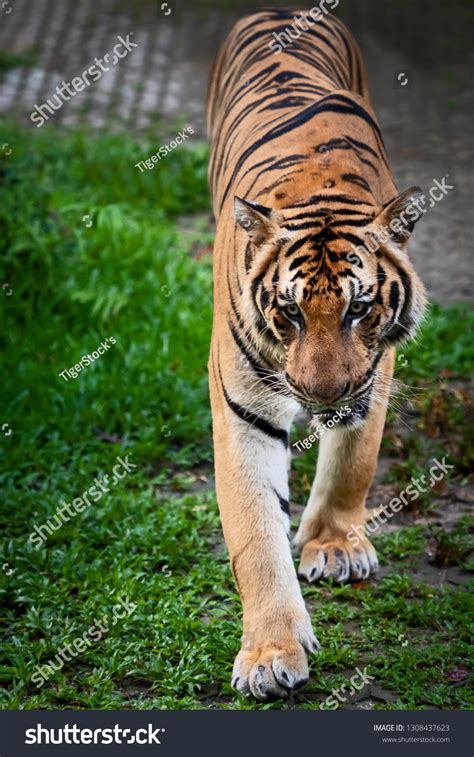 Portrait Standing Adult Indochinese Tiger Outdoors Stock Photo
