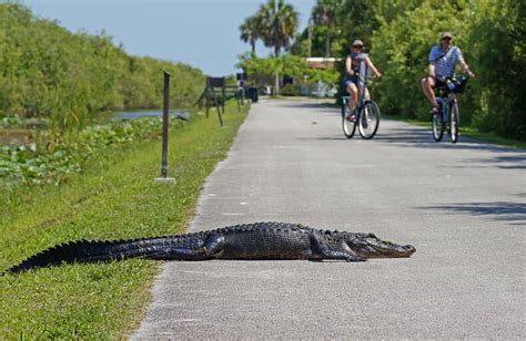 Things To Do In Everglades National Park Biking Snorkeling And More