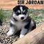 Alaskan Malamute Puppy Sir Jordan Is Available For Delivery To You