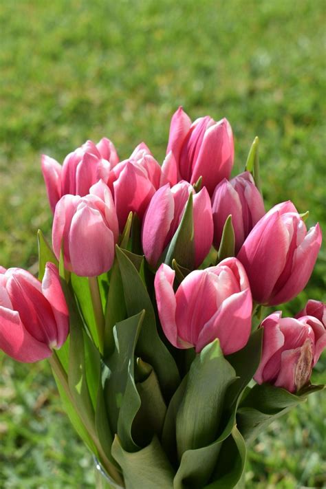 Significado De Los Tulipanes Rosa Estos Son Usados Por La Realeza Su