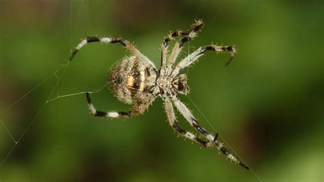 Spider Silk Is Stronger Than Steel It Also Assembles Itself The New