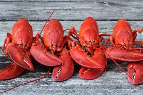 15 Different Types Of Lobster