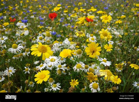 British Wildflower Meadow Stock Photo Alamy