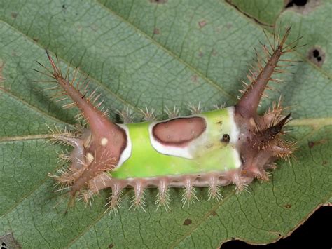 Maryland Biodiversity Project Saddleback Caterpillar Moth Acharia