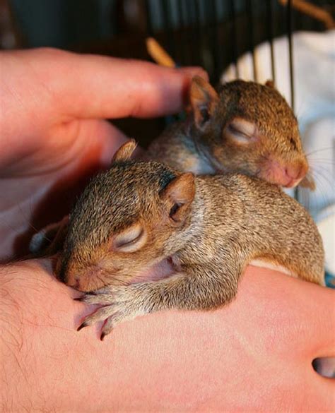 Pictures of baby grey squirrels. Saving Squirrel Babies: Unexpected Additions
