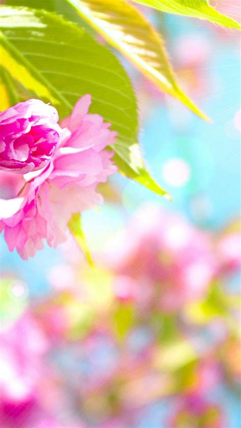 Cute Spring Iphone Wallpapers Top Free Cute Spring Iphone Backgrounds
