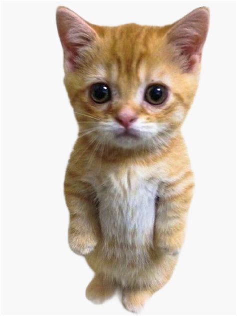 El Gato Kitten Tiktok Meme Sticker For Sale By 3t0arts Redbubble