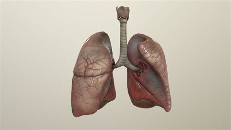 3d Model Human Lungs Animated Vr Ar Low Poly Cgtrader