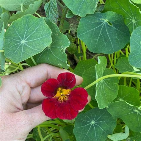 Why To Grow Edible Flowers This Year And How To Eat Them Simplify Live
