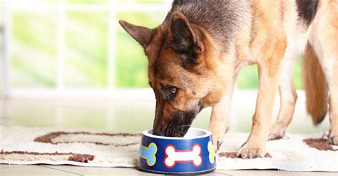 Low sodium dog food has the one goal of providing food low in salt. 10 Best Low Sodium Dog Food (May 2021 Reviews)