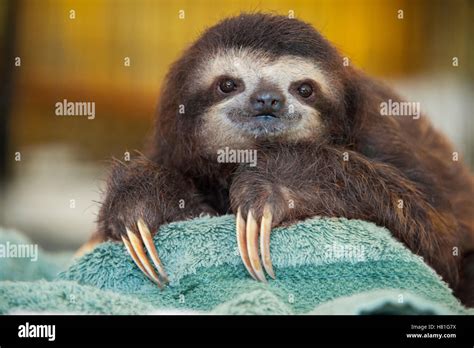 Brown Throated Three Toed Sloth Bradypus Variegatus One Year Old
