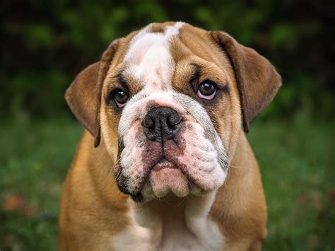 Hd Wallpaper Tan English Bulldog Face Thick Pets Animal Purebred