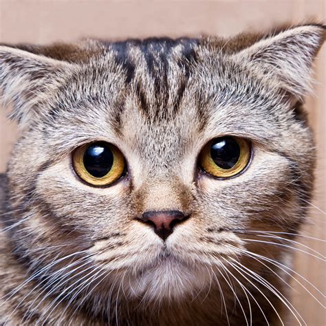 We did not find results for: Pictures of Different Cat Breeds | LoveToKnow