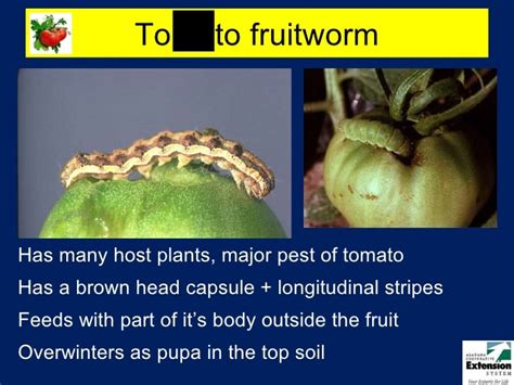 Tomato Insect Pests Id