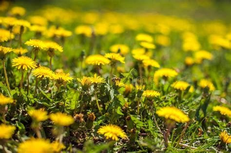 Bee Collects Nectar On A Dandelion Yellow Dandelion Flower Green