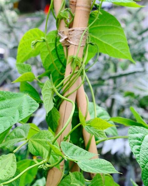 How To Grow Pole Beans In Containers Hunker
