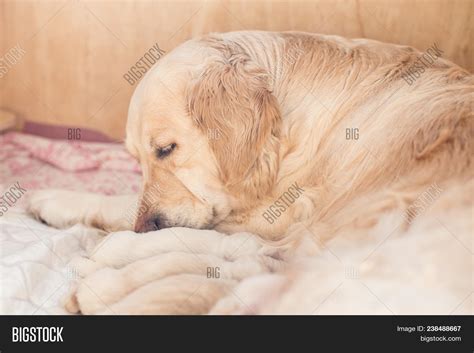 This sweet breed is kind, confident, responsive, affectionate and overall makes for a great family pet. Group Cute Newborn Image & Photo (Free Trial) | Bigstock