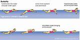 Pictures of Learn To Swim Butterfly Stroke