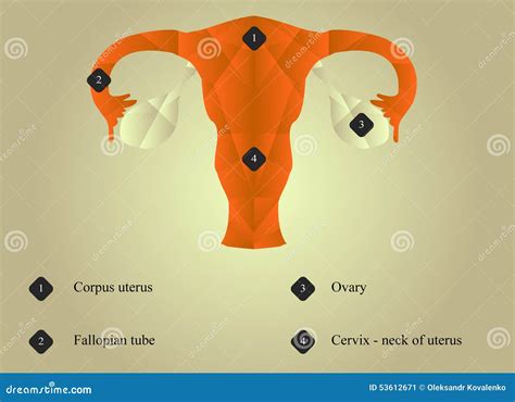Photo Of Cervix And Uterus