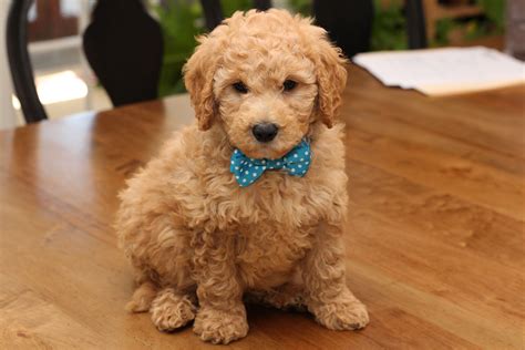 River Valley Goldendoodles Puppy Breeder In Ny Near Pa Near Nyc