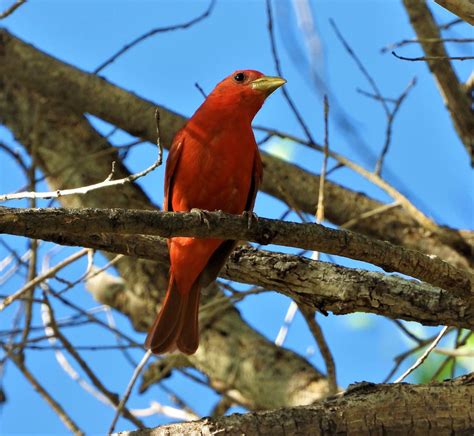 Summer Tanager 61519 8 Photo By Martin Molina Southern Flickr