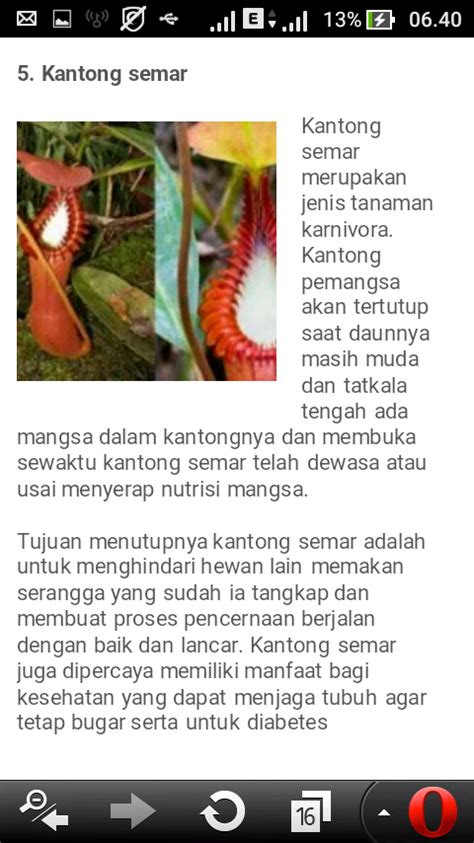 PERSAHABATAN YANG ABADI KLIPING FLORA DAN FAUNA LANGKA