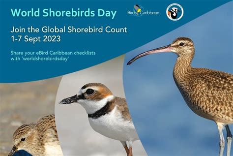 Birds Of Barbados Double Your Impact For Shorebirds At This Years