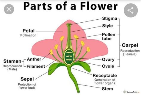 1 What Do You Call The Male Reproductive Organ Of A Flower Stamen2