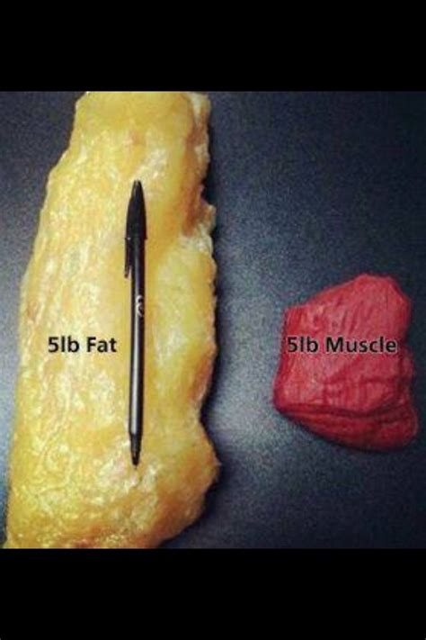 Fat Vs Muscle Staying Healthy Pinterest