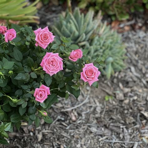 Pink Miniature Rose Bush Mini Rose Live Plant Own Root Etsy